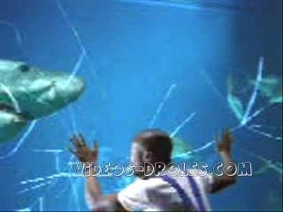 Shark-Glass