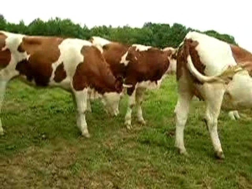 Les vaches folles de Blaine hi hi hi!!!