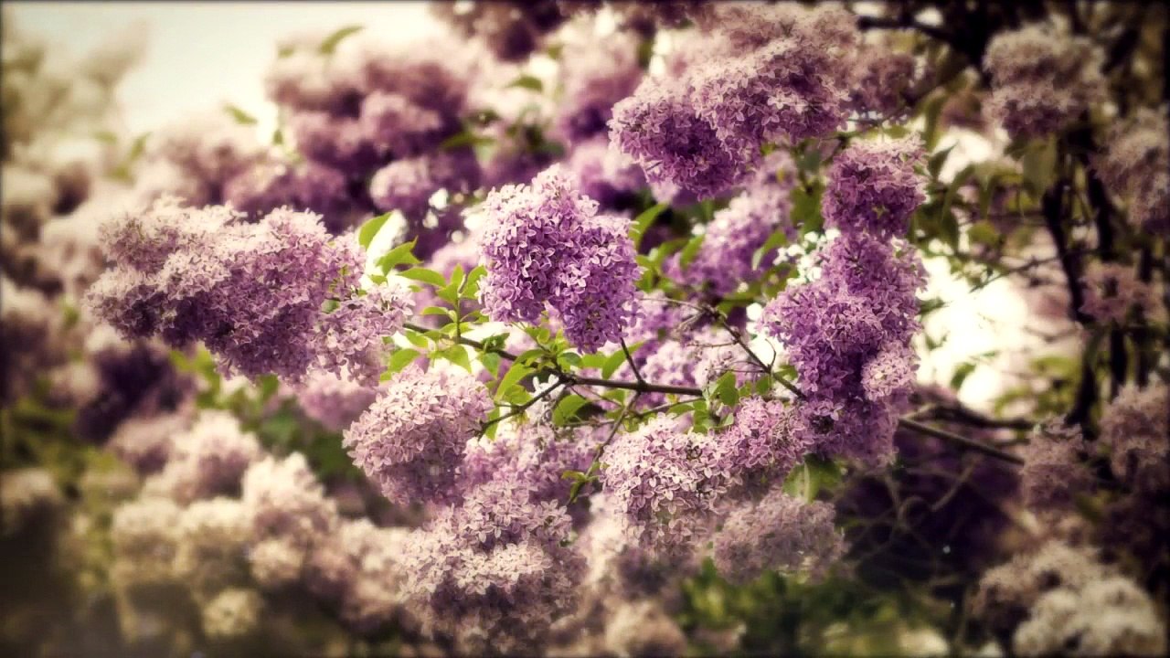 Alain Morisod & Sweet People_J'y pense et puis j'o