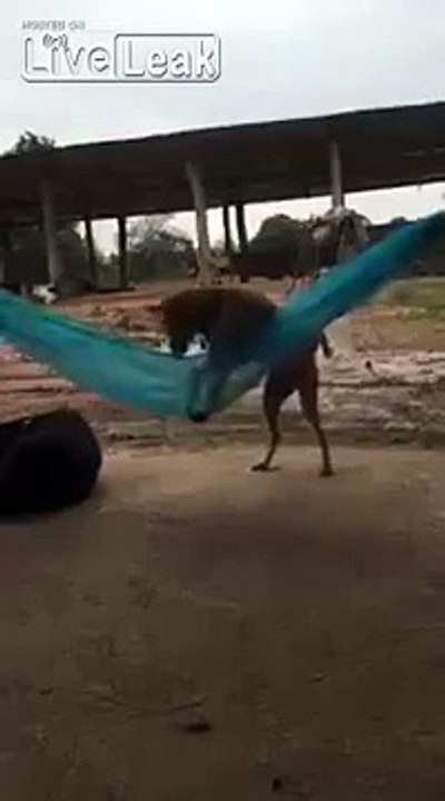LiveLeak - Dog digs the hammock