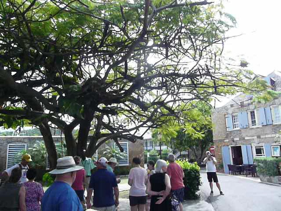 ANTIGUA 012 P1080350