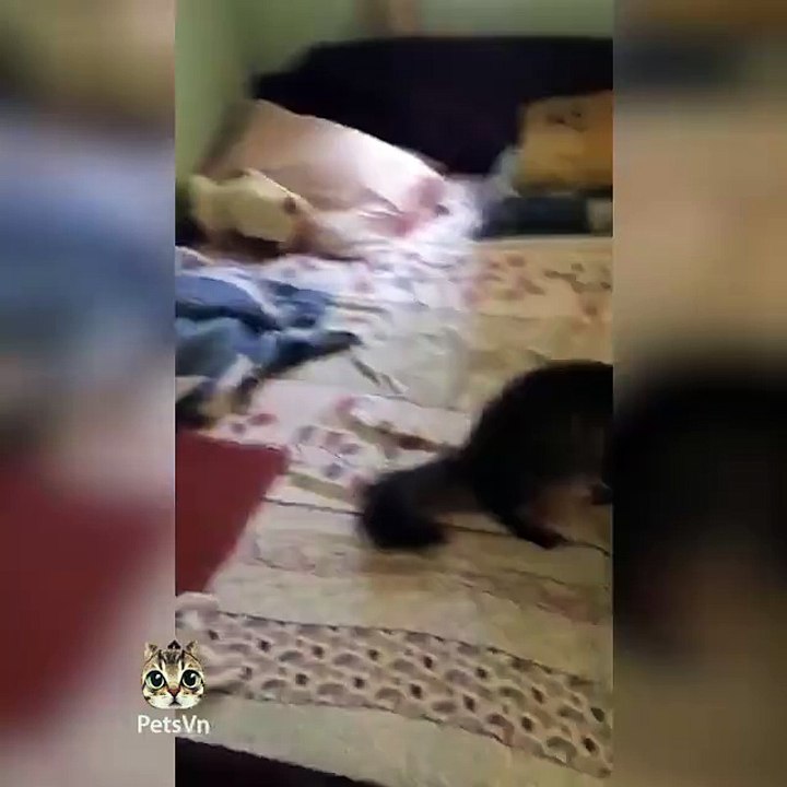 The cat thought it was  profession dog.