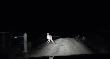 Alors qu'il roule de nuit, il se fait attaquer violemment par un kangourou