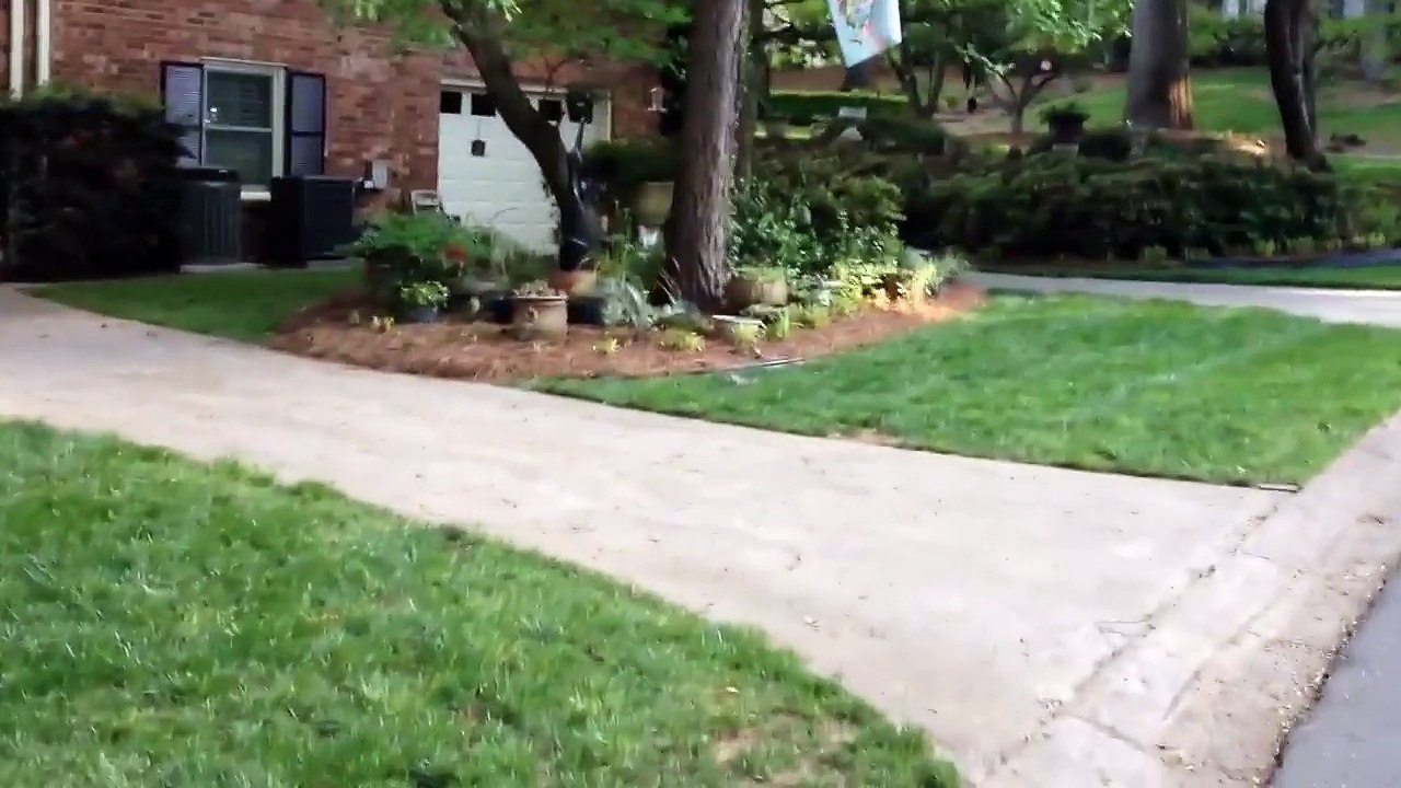 Adorable no-legged squirrel walks around on his HANDS