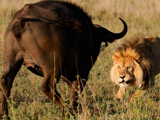 Animal Hunter Lion Vs Buffalo You Must See!!! In This Video