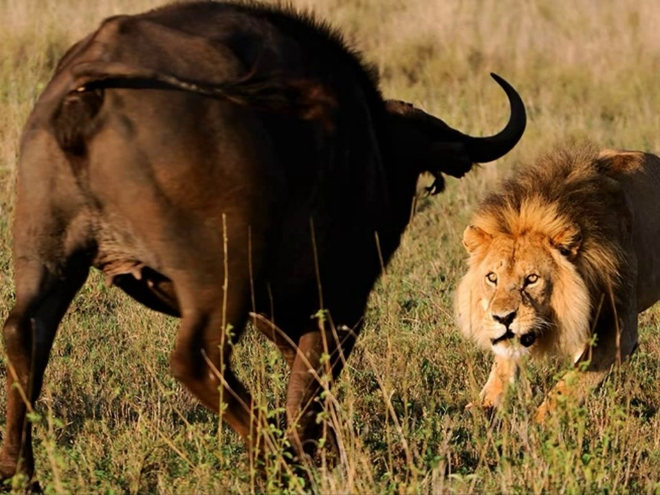 Animal Hunter Lion Vs Buffalo You Must See!!! In This Video