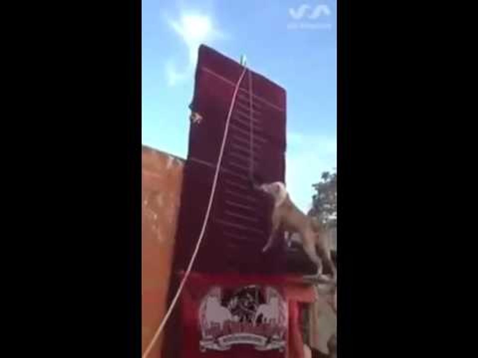 Pit Bull Jumps Record-breaking 14" Feet Up Vertical Wall-Top Funny Videos-Top Prank Videos-Top Vines Videos-Viral Video-Funny Fails