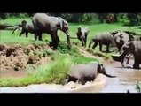 ندی کراس کرتے ہوئے ہاتھی کا بچہ جب پہنے لگا تو پھر ہاتھیوں نے کس طرح اس کو بچایا ۔۔ یہ ویڈیو دیکھیے