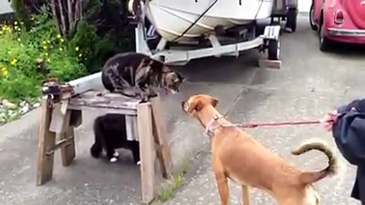Cat n Dog :) ))))))