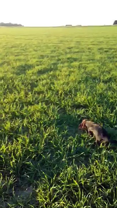 Merveille de la plaine aux lièvres en menée à voix sur lièvres