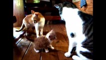 2016,3,24 生まれの茶トラ白ねこの3匹の子猫（ショウコ他）出産子育て R=コルサコフ シェエラザード(Sheherazade) Op.35  指揮エルネスト・アンセルメ パリ音楽院管弦楽団 1954年