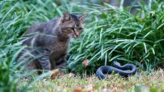 Animal Wild Fight!! Cat vs Snake!! Incridible Animal Versus!!
