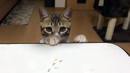 【funny cat ねこ&おもしろ&かわいい&癒し】（とらおうチャン）全部わしのもんじゃ～い！喜