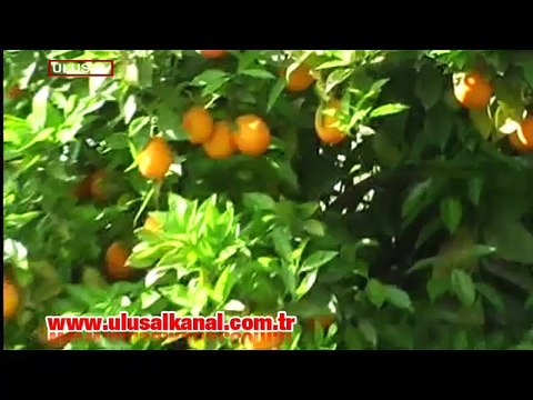 Narenciye üreticileri: Rusya'ya narenciye satarak borç ödedik