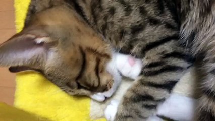 【funny cat ねこ&かわいい&おもしろ&癒し】（とらおうチャン）どや？わしの寝顔カワイイやろ(^~^)♪
