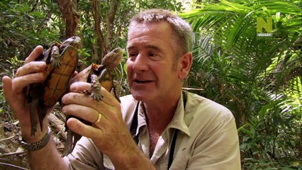 Приключения Найджела Марвена на острове Хайнань / Hainan Adventure With Nigel Marven [2012, DVB]