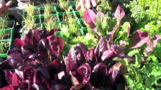 Grow an Edible Biodiversity Perennial Garden with Organic Plants
