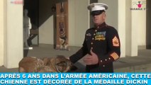 Après 6 ans dans l'armée américaine, cette chienne est décorée de la médaille Dickin ! Tout de suite dans la Minute Chien #212