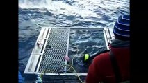 Great white shark cage diving with Rodney Fox Australia