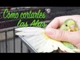Como cortar las alas a tus periquitos | How to clip your Parakeets wings