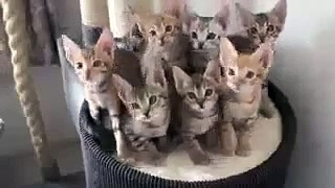 WORLD'S FUNNIEST KITTENS-Funny Whatsapp Video | WhatsApp Video Funny | Funny Fails | Viral Video