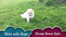 chiot male dispo isa belle mai 2016