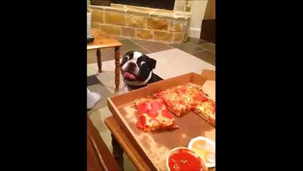 Funny & Hot Video Clips 2015 #1 TRY NOT TO LAUGH