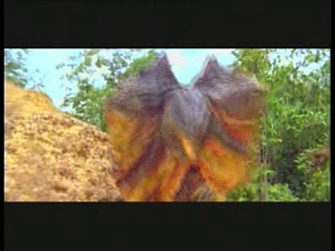 กิ้งก่า กายสิทธิ์ 1/2