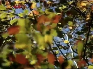 Löwenzahn Classics 153 Peter und der Bär