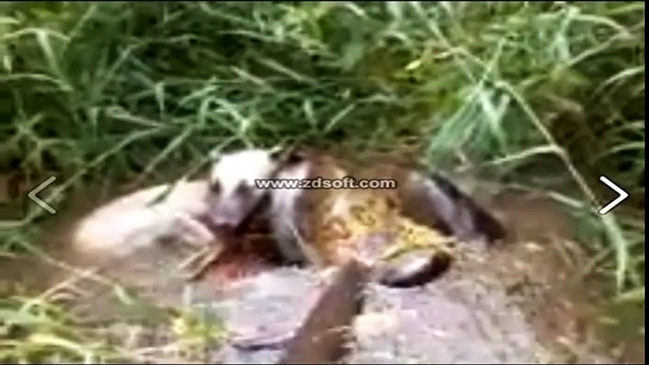 Anaconda dog
