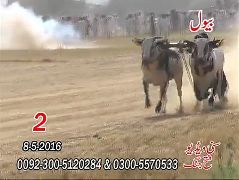 T.A.M.A.S.H.A 2nd Time at Bewal