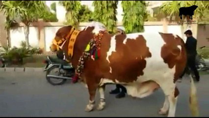 Eid ul Azha 2015 Memories - Eid 2015 Memories