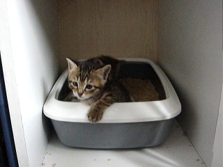 Litière salle de jeux