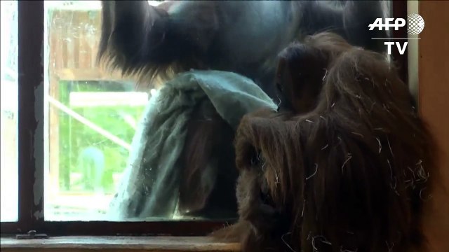 ولادة نادرة لقرد اورانغ-اوتان في حديقة حيوانات فرنسية