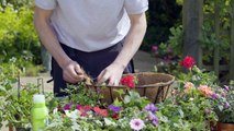 How To Plant Hanging Baskets and Pots