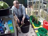50 sog episode 35 planting the Runner beans in a 30lt pot