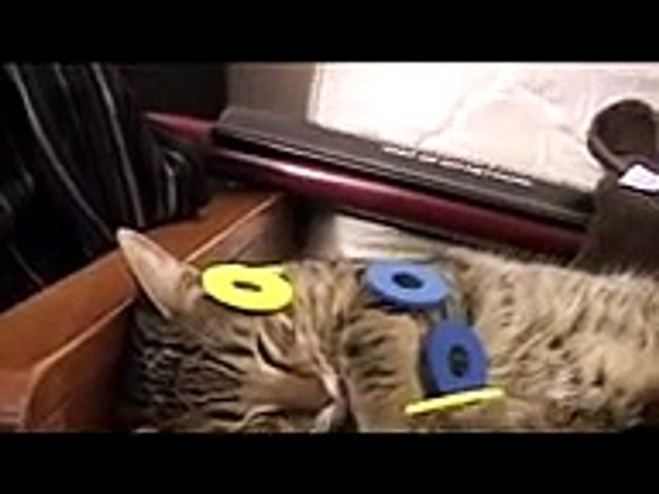 MEAN KITTY - Sweet Dreams