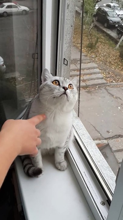 Focused kitty is focused