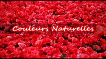 COULEURS NATURELLES