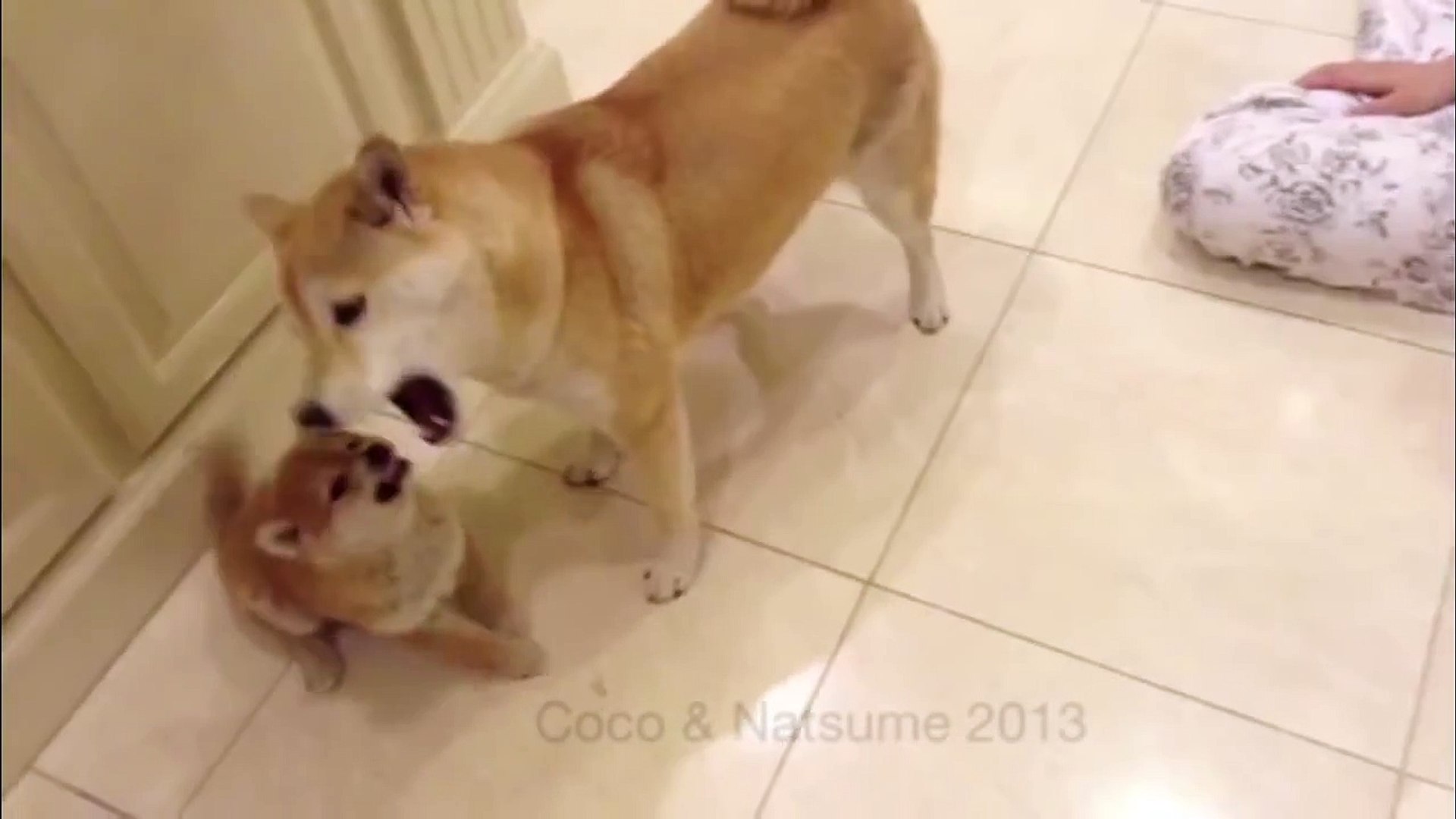 Shiba 2024 inu angry