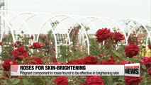 Roses found to be effective in skin brightening