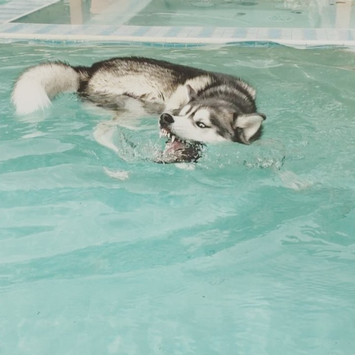 Husky Thinks He's a Shark