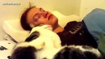 Best Funny Cats Waking Up Owners Compilation || AHF