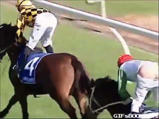 Extreme Animal Attacks Compilation