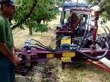 Cherry harvesting