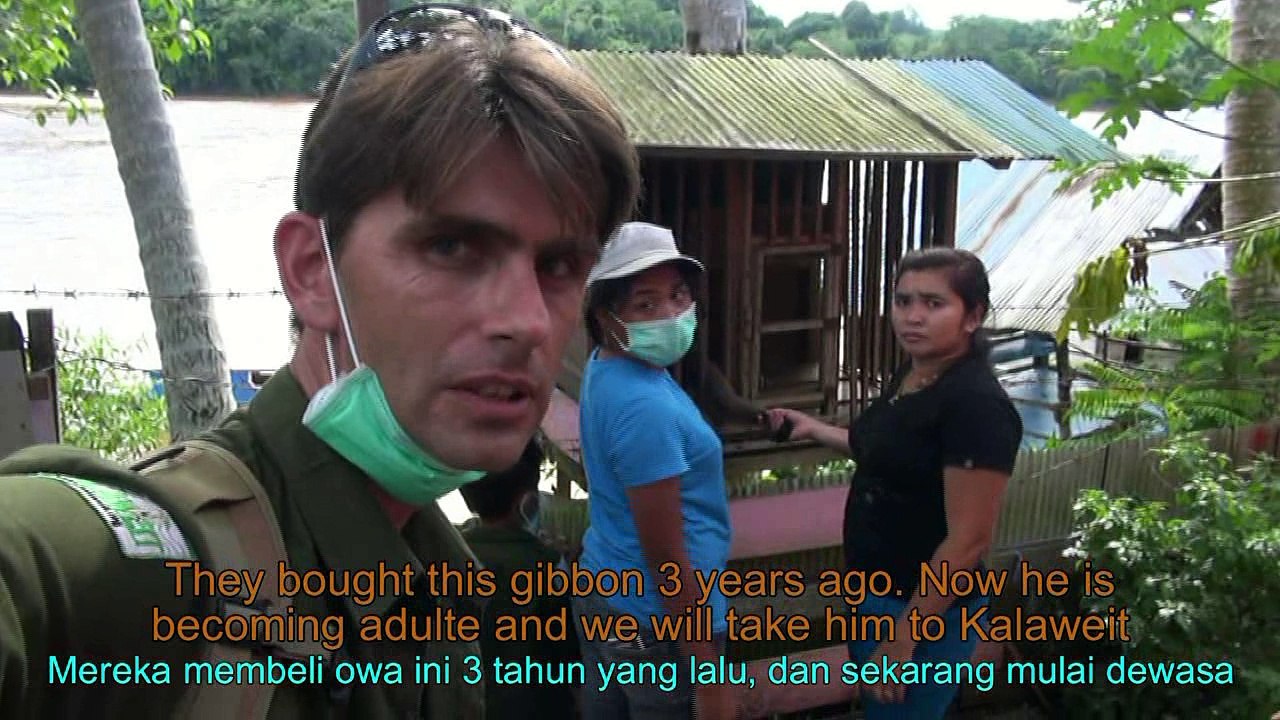 (FR with EN/ID subtitle) Gibbon Rescued in Borneo