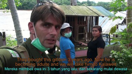 (FR with EN/ID subtitle) Gibbon Rescued in Borneo
