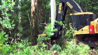 Tigercat Feller Bunchers Committed to Forestry