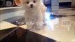 Teacup Pomeranian Teacup Puppies For Sale 2014 954 353 7864 2016 WE SHIP