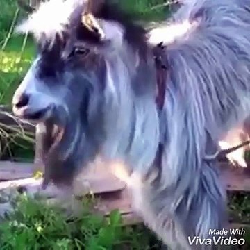 compilacion de vines de cabras loca